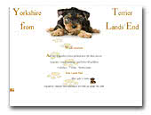 Yorkshire Terrier from Landsend