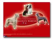 Chinese Crested Dogs Kennel Gavany's Bohemia