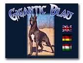 Gigantic Blau Great Danes Kennel