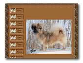 Glishanna Tibetan Spaniels