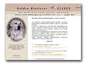 Golden Retriever Elisey