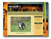 Harrystaffs Staffordshire Bullterrier