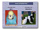 Rysharrona Show Dogs