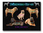 Shar Pei Jacksharmann