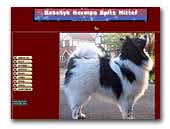 Kasshyk German Spitz mittel