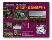 Canary Islands Mastiff Kennel Haugmo