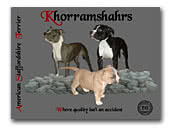 Khorramshahrs Amstaffs