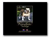 Kinibox English Bulldogs