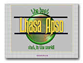 Lhasa Apso Chat