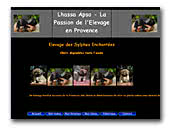 Lhassa Apso Elevage des Sylphes Enchantées
