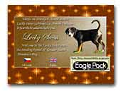 Great Swiss Mountain Dogs FCI Kennel Lucky Swiss