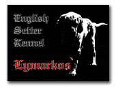 Lymarkos English setter Kennel