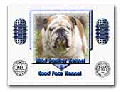 English Bulldogs Kennels Mad Bomber & Good Face Kennel