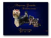 Yorkshire Terriers Kennel Magiczna Gwiazda