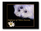 Maltese of White Passion