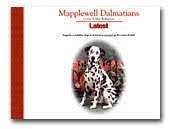 Dalmatians Mapplewell