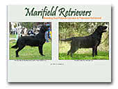 Marifield Retrievers Kennel