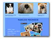 Pekingese Kennel Marileid