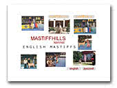 Mastiffhills English Mastiffs