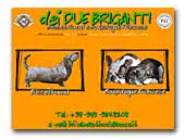Basset Hounds dei Due Briganti Kennel