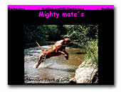 Mighty Mate's Bullmastiffs Kennel