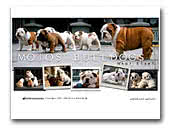 Mojo's Kennel