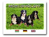 Mokusvolgyi Bernese Mountain Dog Kennel