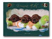 Cavalier King Charles Spaniels
Moravia Eden