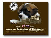 American Akita Kennel Mexican O'Thoorn