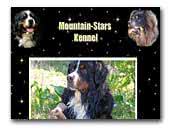 Mountain-Stars Bernese Mountain Dogs Kennel