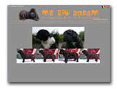 Newfoundlands and Spanish Waterdogs My Big Dream 