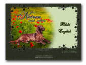 Neiven irish setters kennel