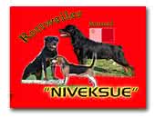 Niveksue Kennel