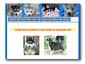 Northern Glamours Siberian Husky