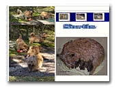 Sortis Kennel Norwich Terrier & Staffordshire Bull Terrier