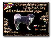 Tibetan Mastiffs od Dolanského jezu