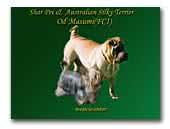 Shar Pei od Masumi Kennel