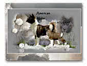 American Akita of dark Moonlight