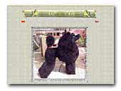 Poodle Kennel Septempeda