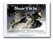 NuurVikin Alaskan Malamutes