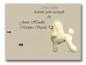 Kennel of Lhasa Apsos, Toy Poodles & Yorkshire Terriers