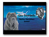 Neapolitan Mastiffs Le Uno Premiado Kennel