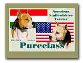 American Staffordshire Terrier Kennel Pureclass