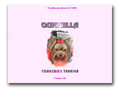 Kennel Quiquilla Yorkies