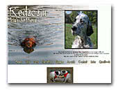 Redacaju Irish Setters