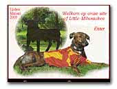 Spanish Greyhound of Little Milwakee