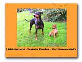German Pinscher Ria's Sommerwind's Kennel