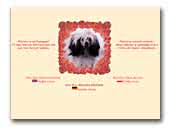 Chinese Crested Dog Rosa Thea Kennel