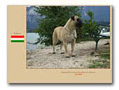 Safety of Flatland Bullmastiffs