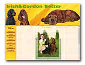 Setters Sarmando Dream kennel